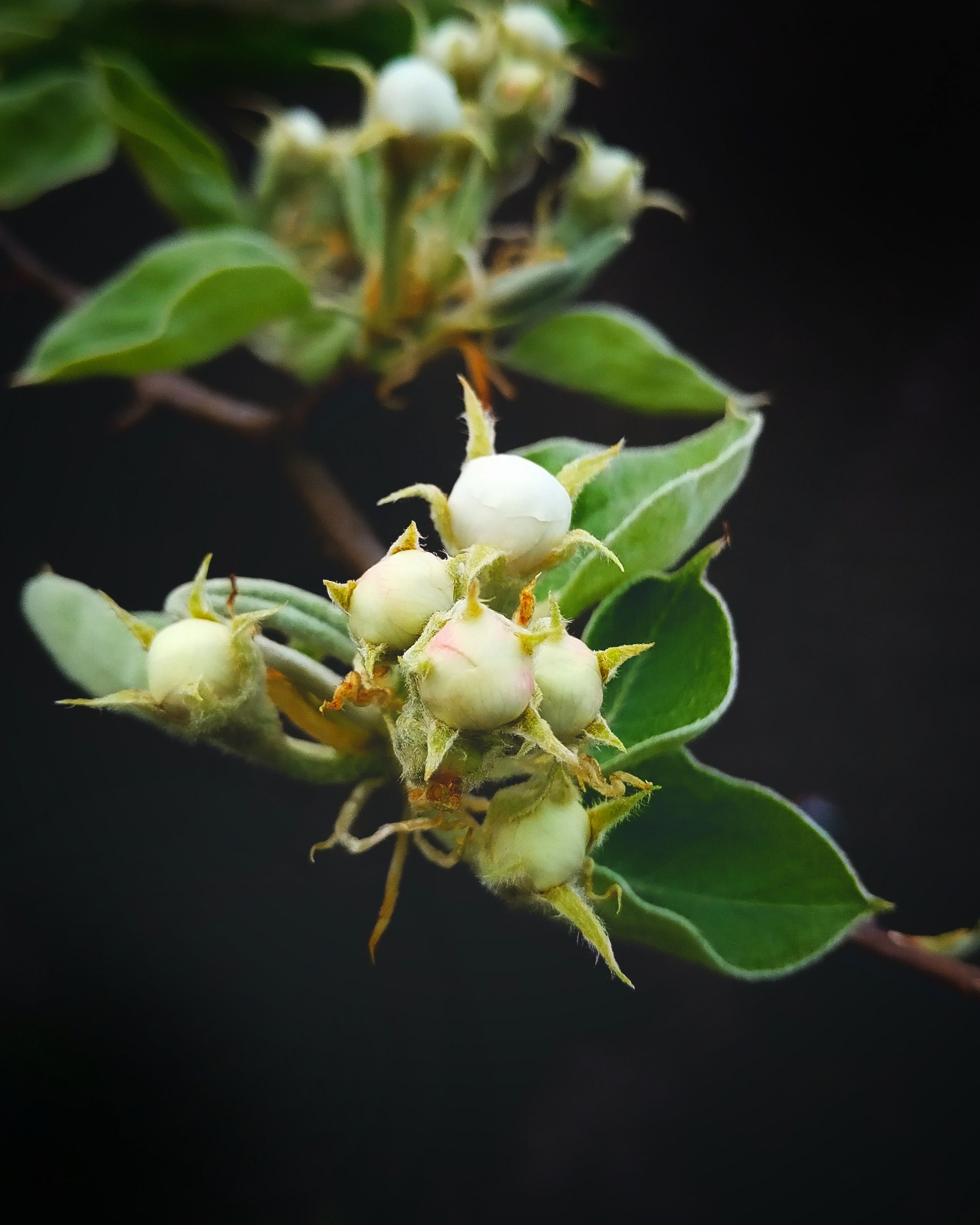 Pear buds