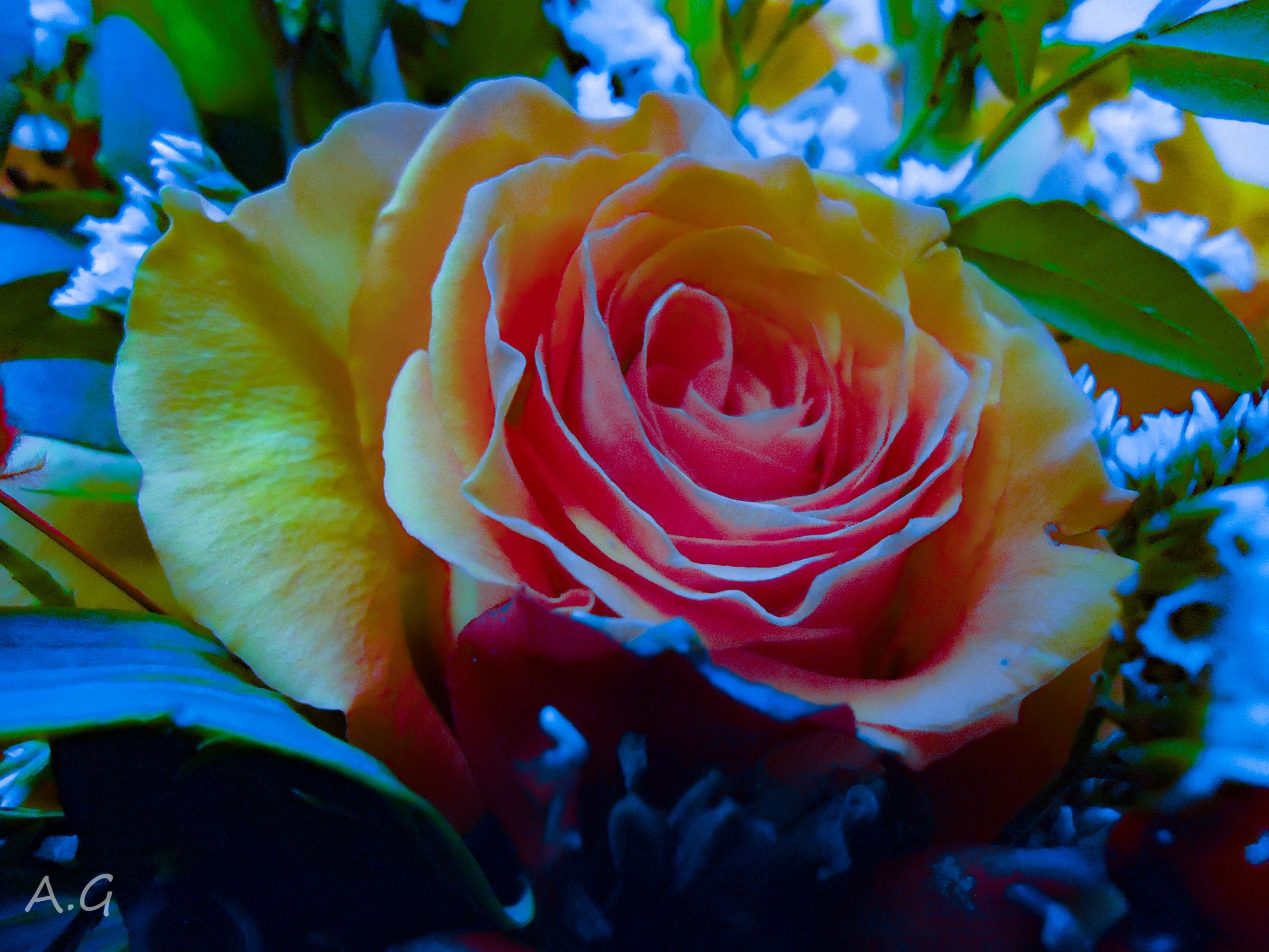 neon rose