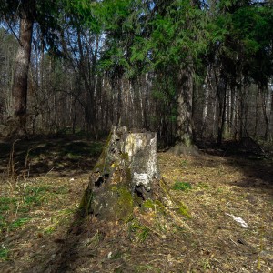old stump