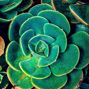 Planta Suculenta