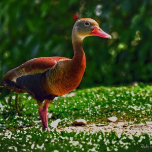 Pato colorido