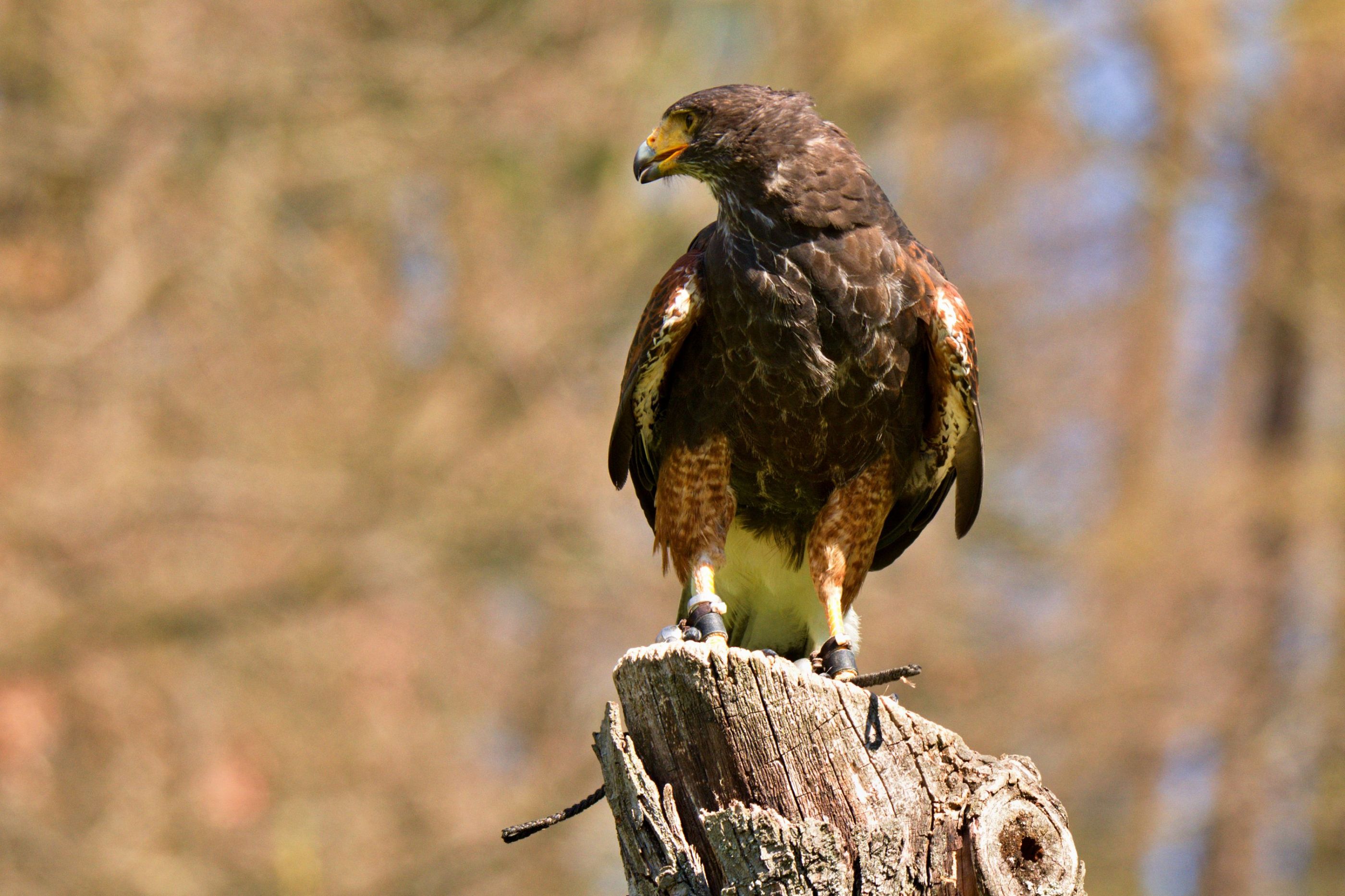 Káně Harrisova.