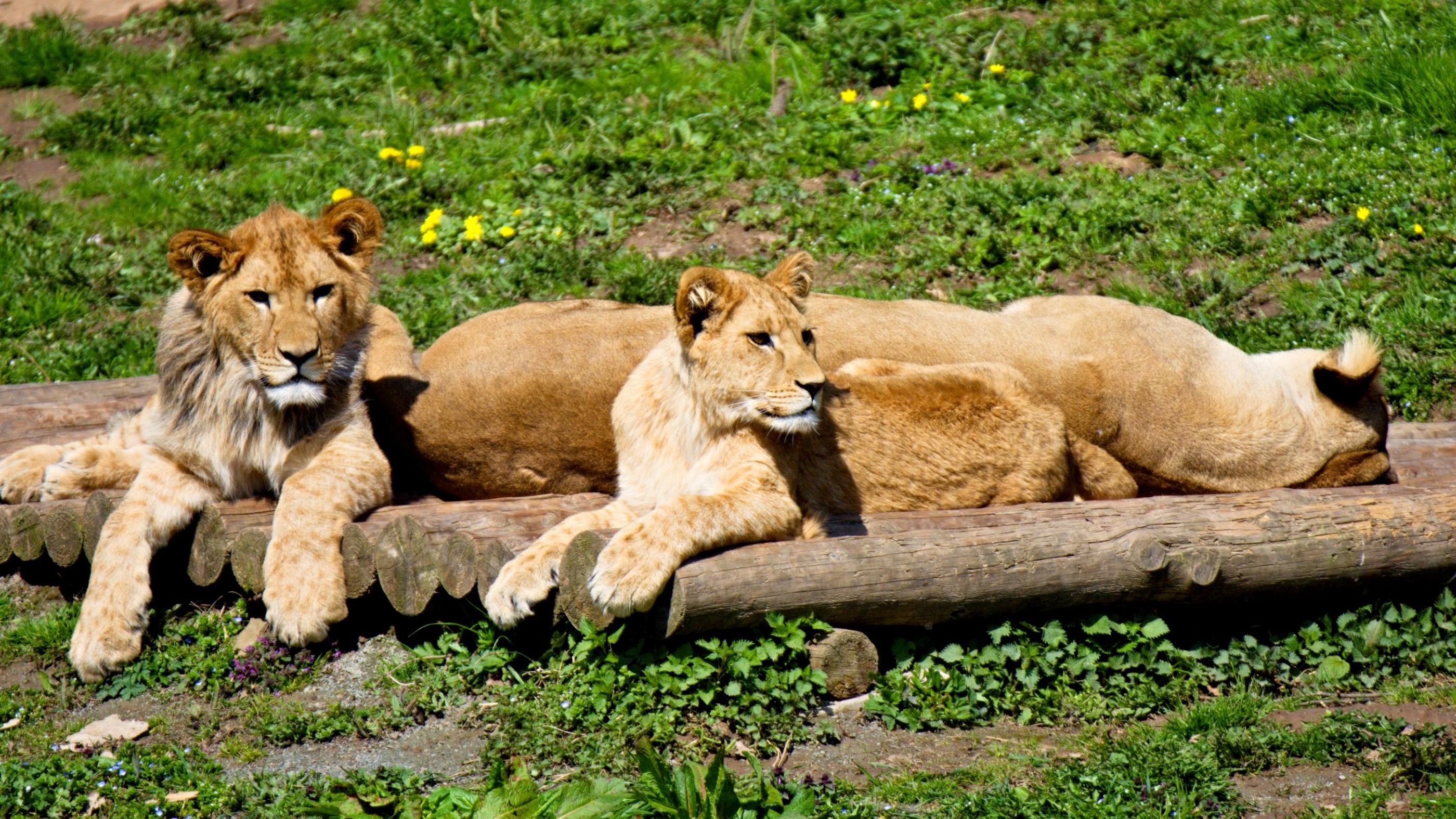 Siesta.