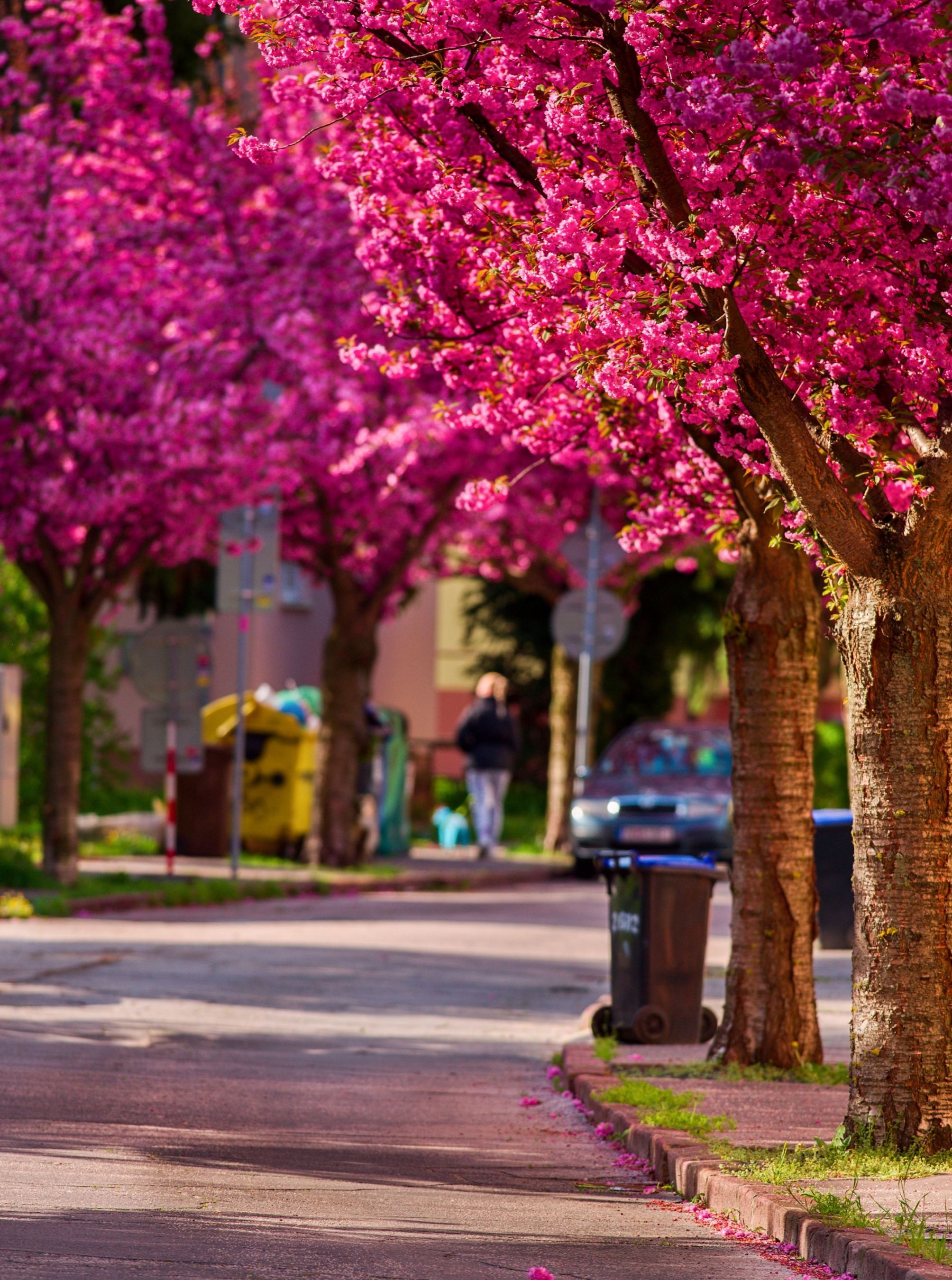 Spring on Slovak street