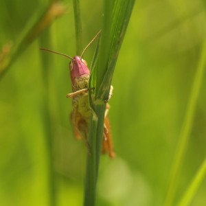 Grasshopper PinkHead