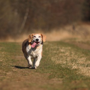 Running Old Beagle Lady