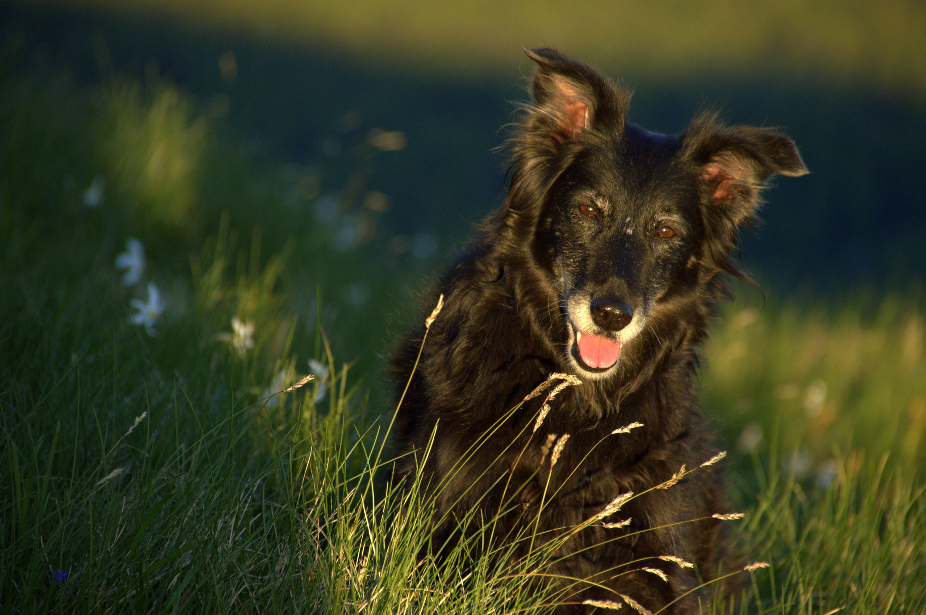 Nera with daffodils