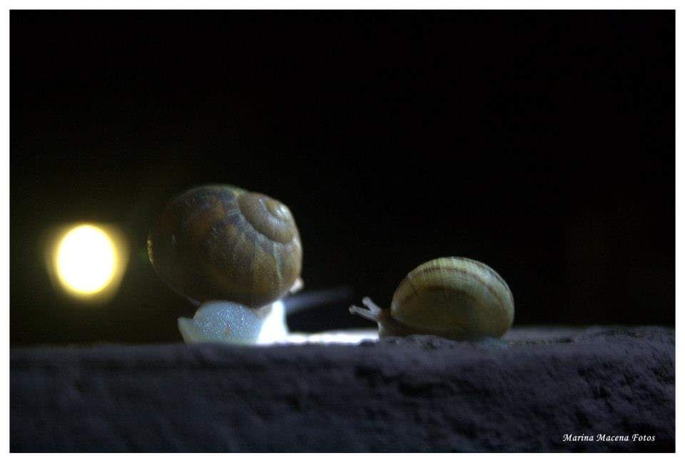 Paseo a la luz de la luna..