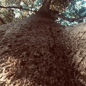 Otro árbol más