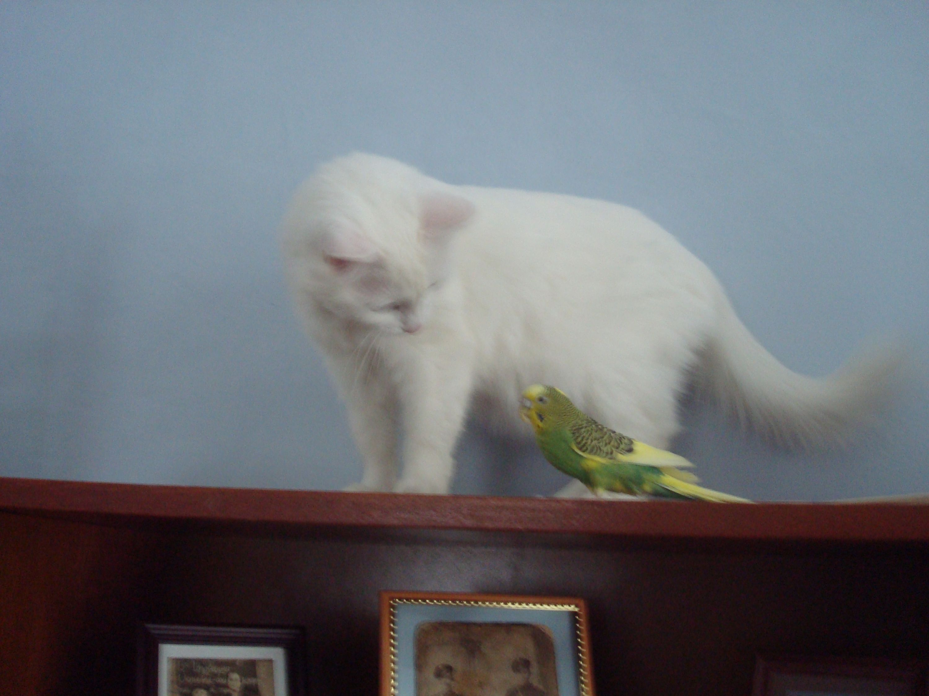 Кот и попугай