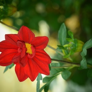 Цветок Бересклет японский (EUONYMUS JAPONICA)