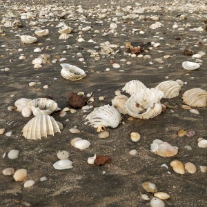 beach in Gambia