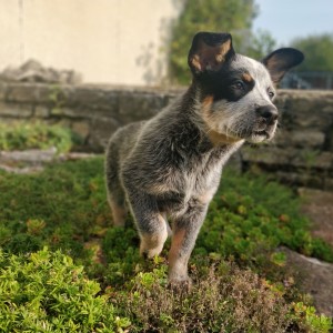 cattle dog, ready to take care of herd