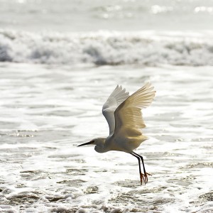 Alto vuelo