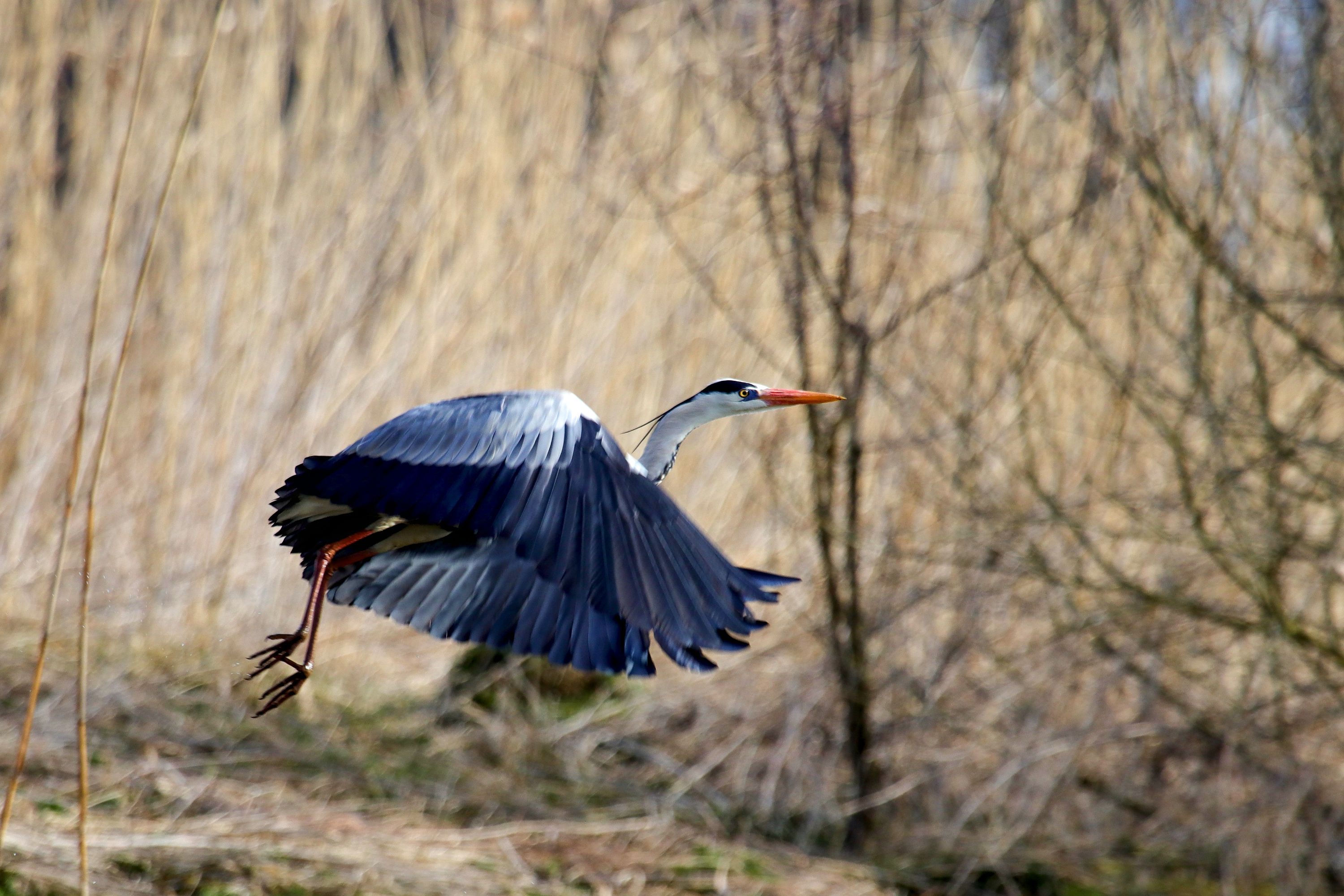 Volavka popelavá ( Ardea cinerea)