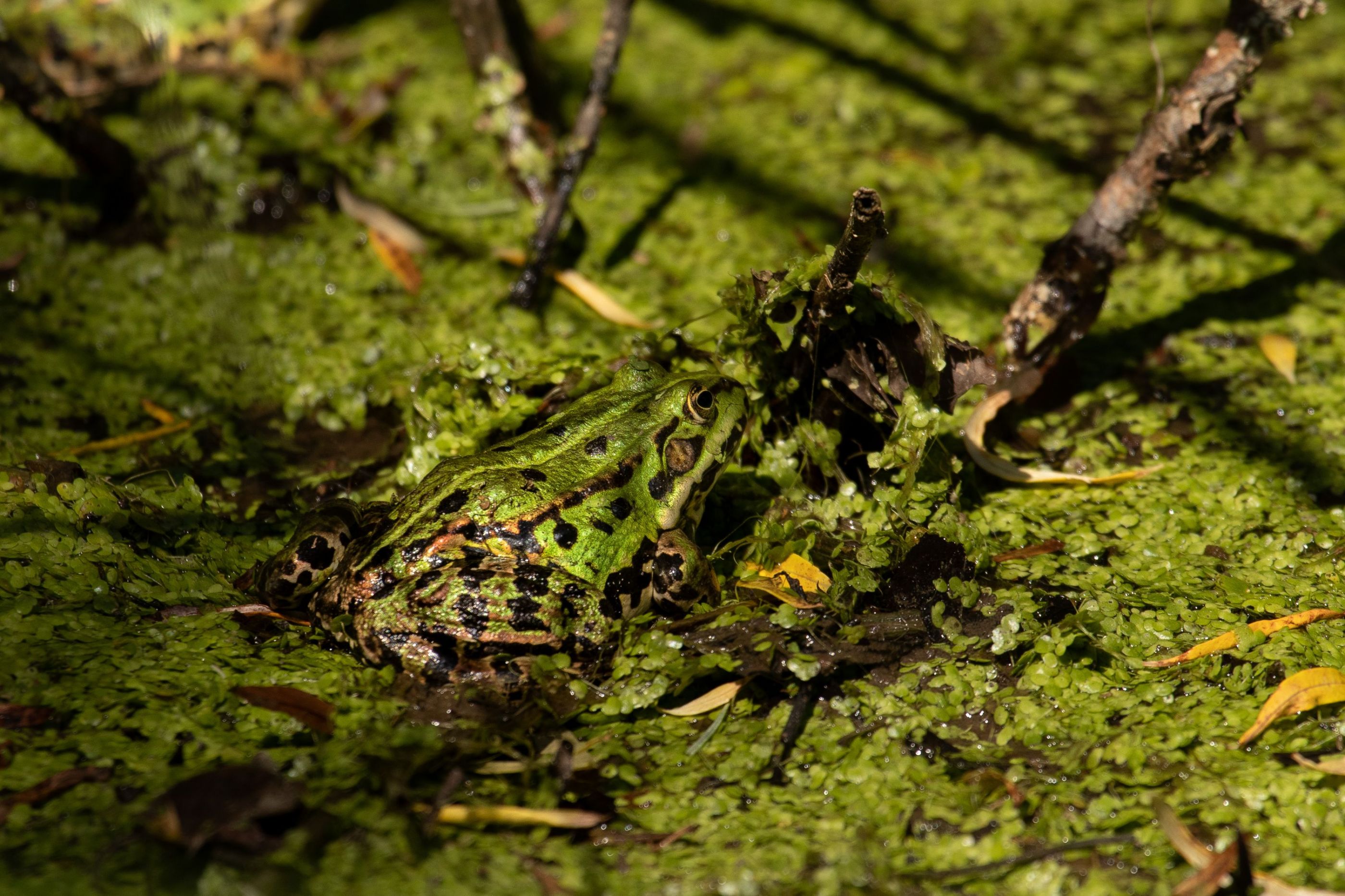 Pelophylax - Green Jumper in its natural habitat