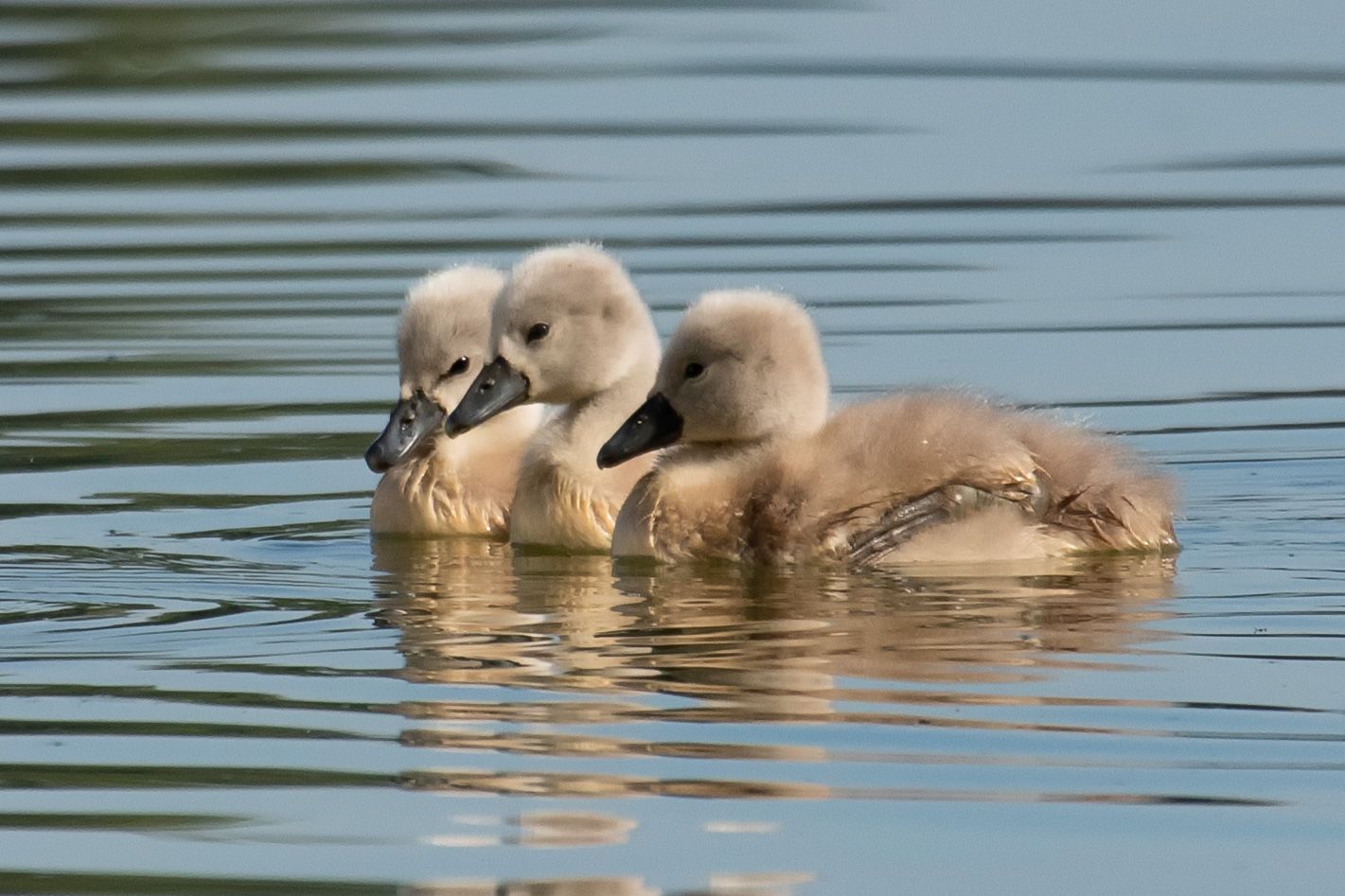 Joung swans - Cygnus olor