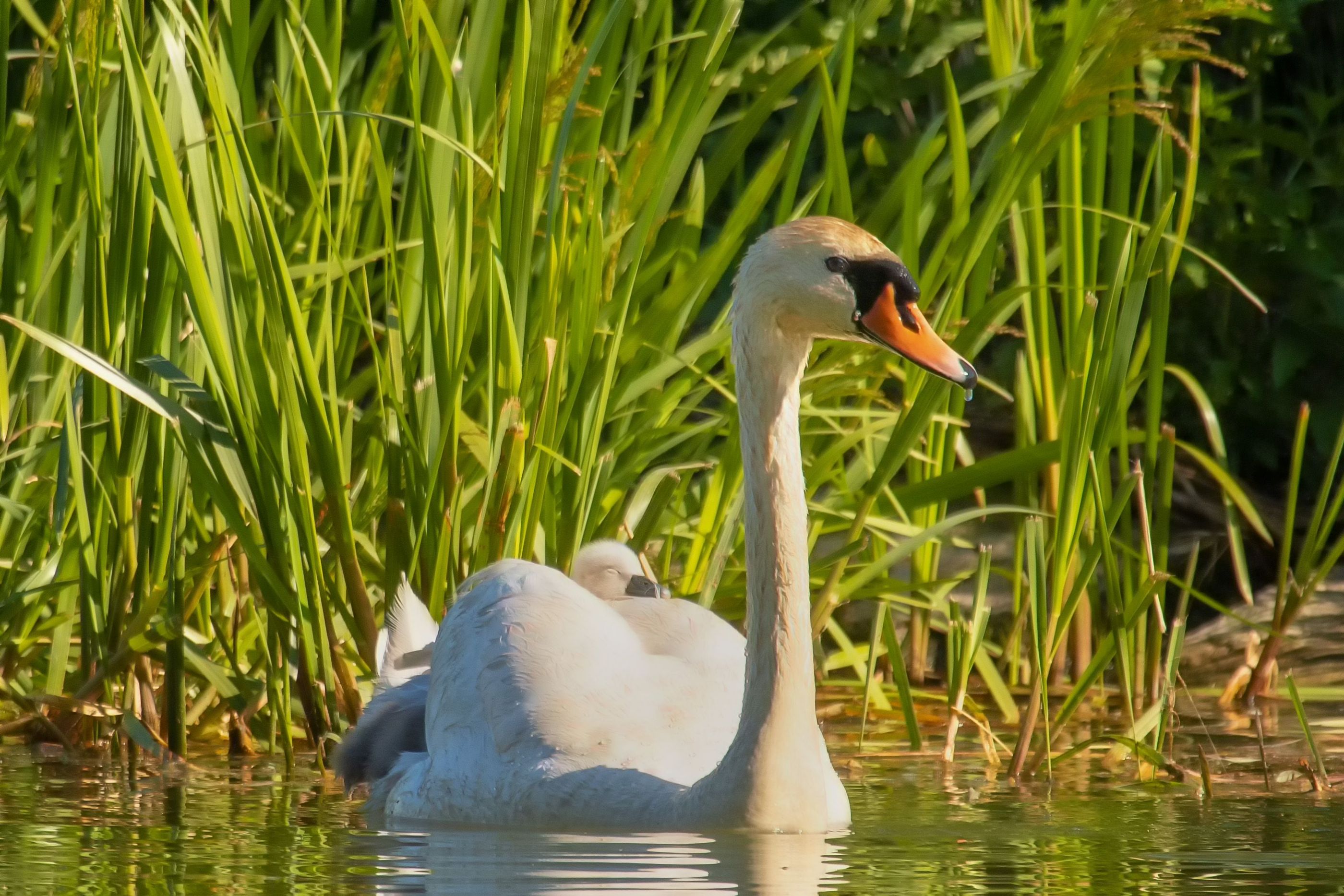 Cygnus olor and sleeping chick