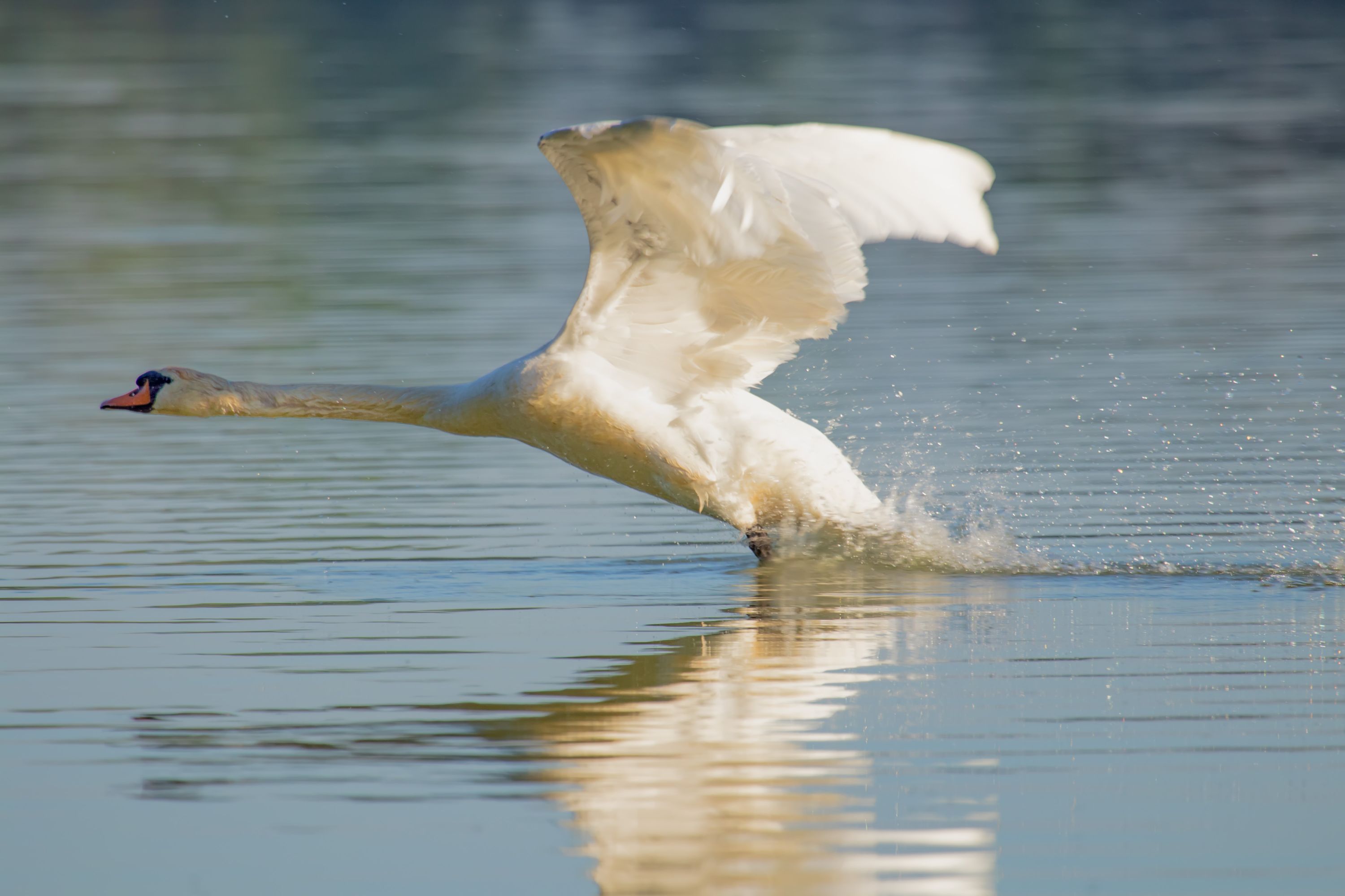 Cygnus olor taking off