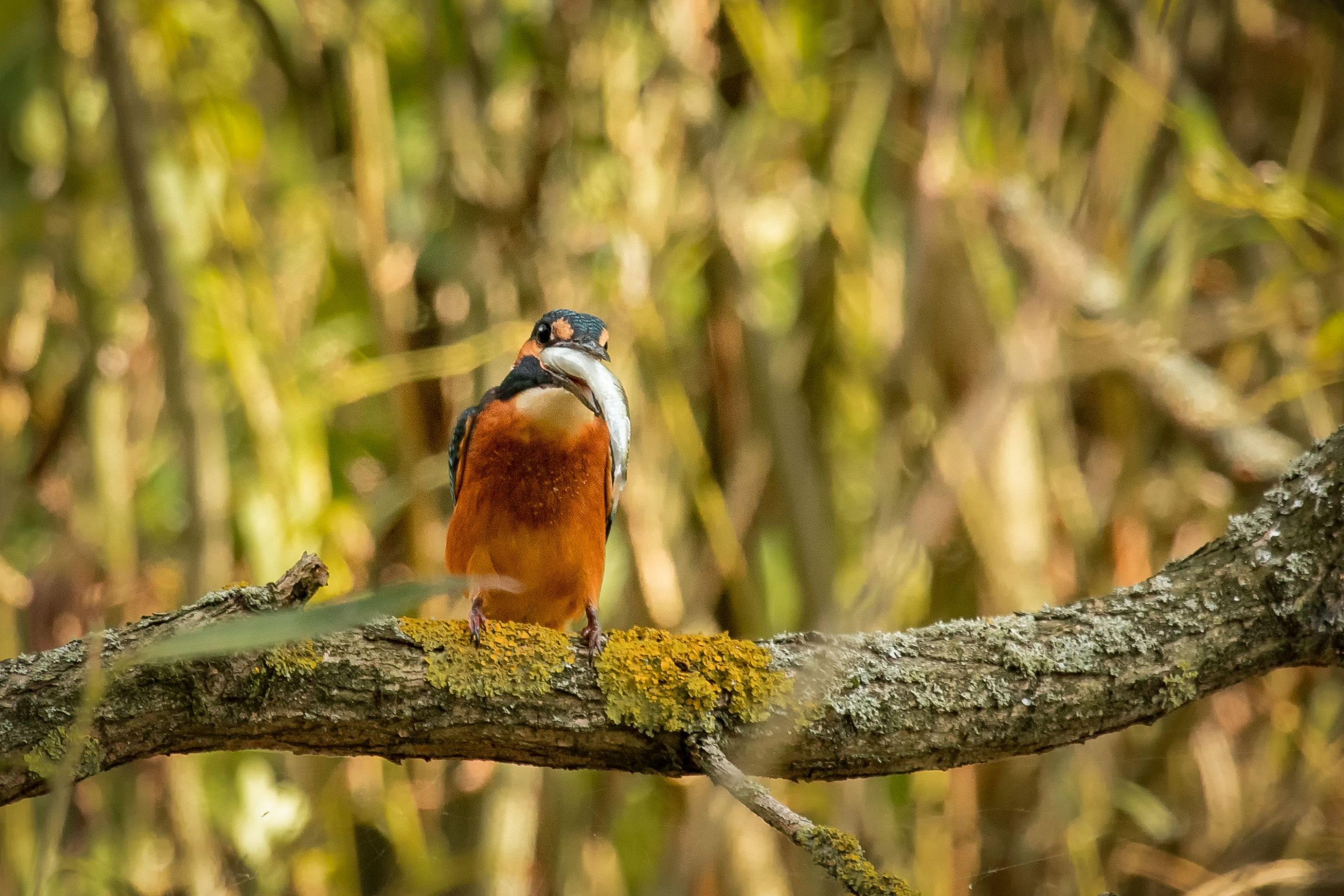 Ledňáček říční   /Alcedo atthis/