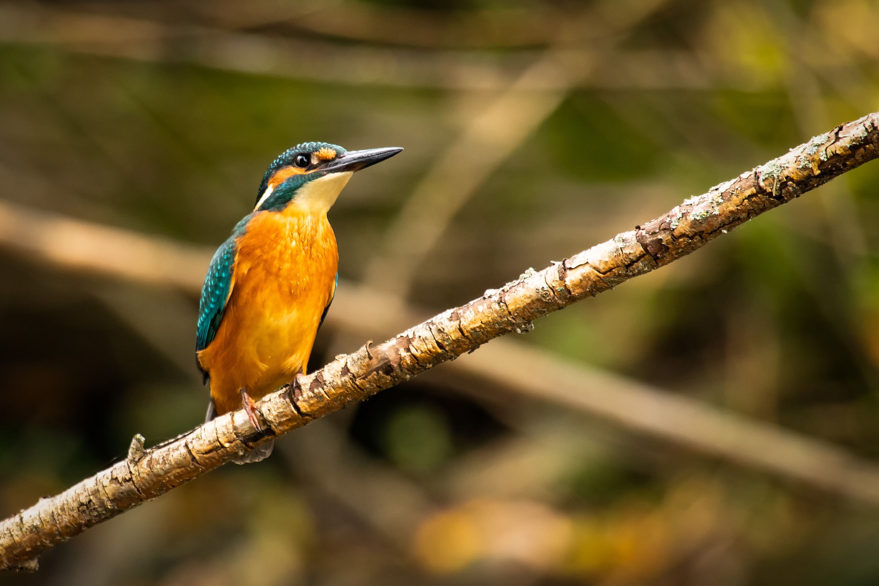 Ledňáček říční   /Alcedo atthis/