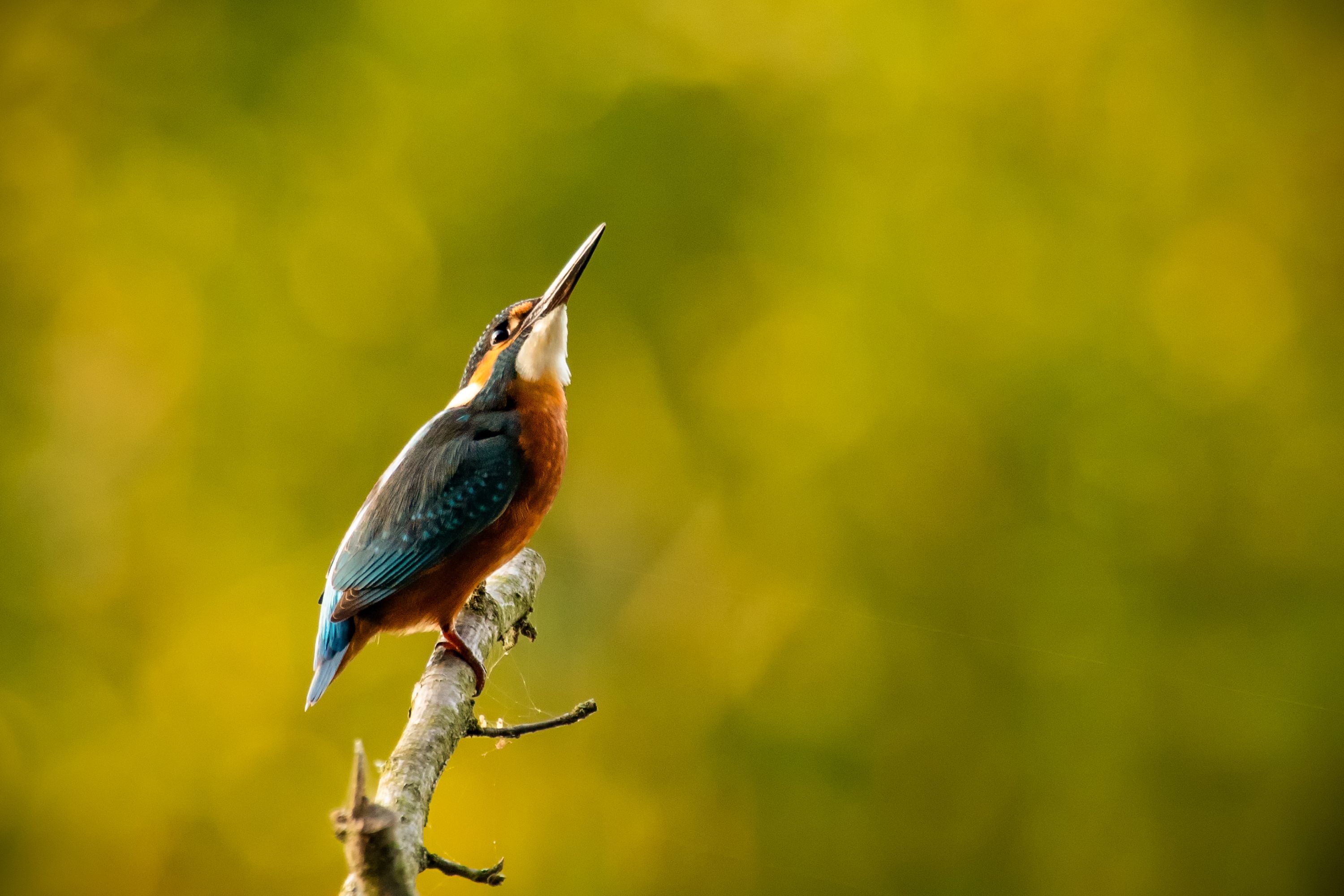 Ledňáček říční   /Alcedo atthis/