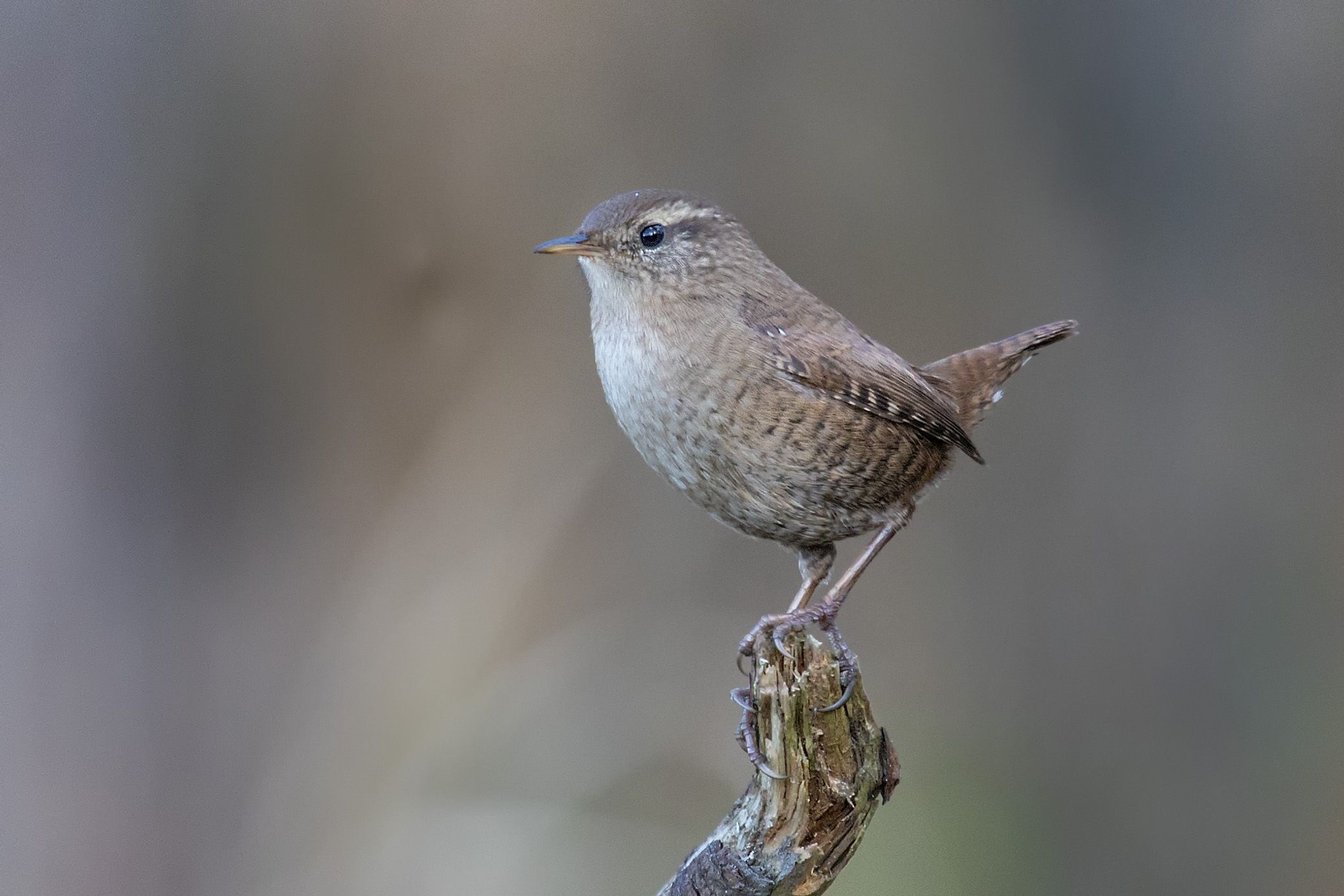 Střízlík obecný (Troglodytes troglodytes)