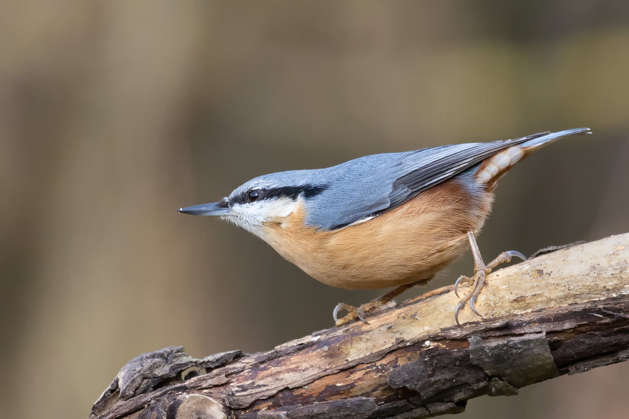 Brhlík lesní (Sitta europaea)