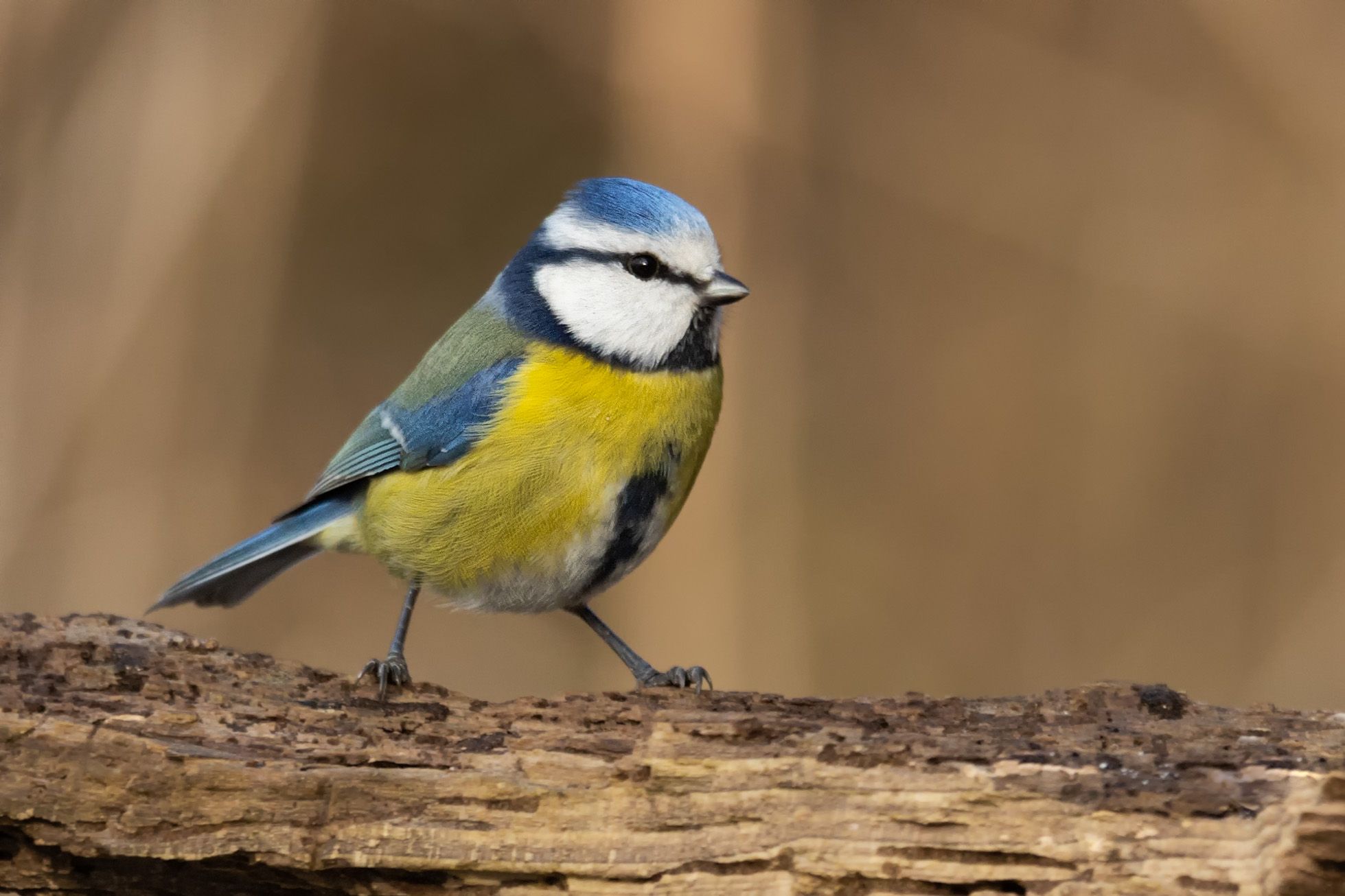 Sýkora modřinka (Cyanistes caeruleus)