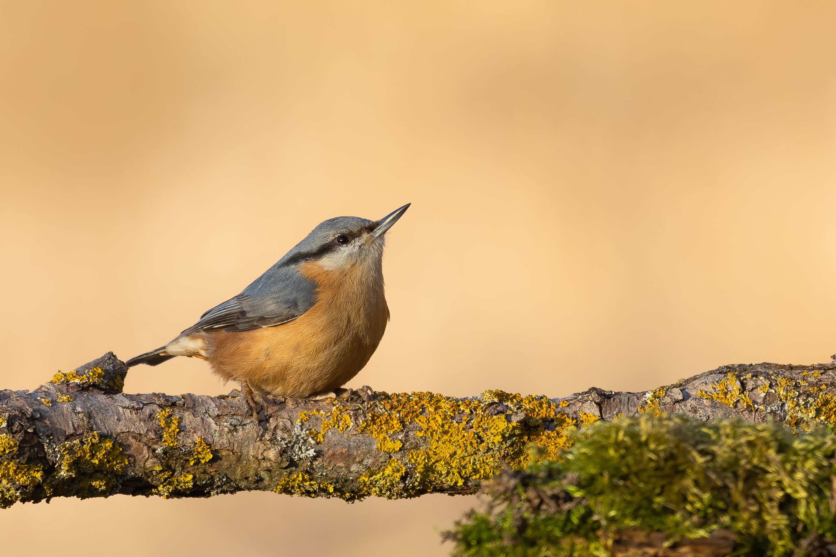 Brhlík lesní ( Sitta europaea)