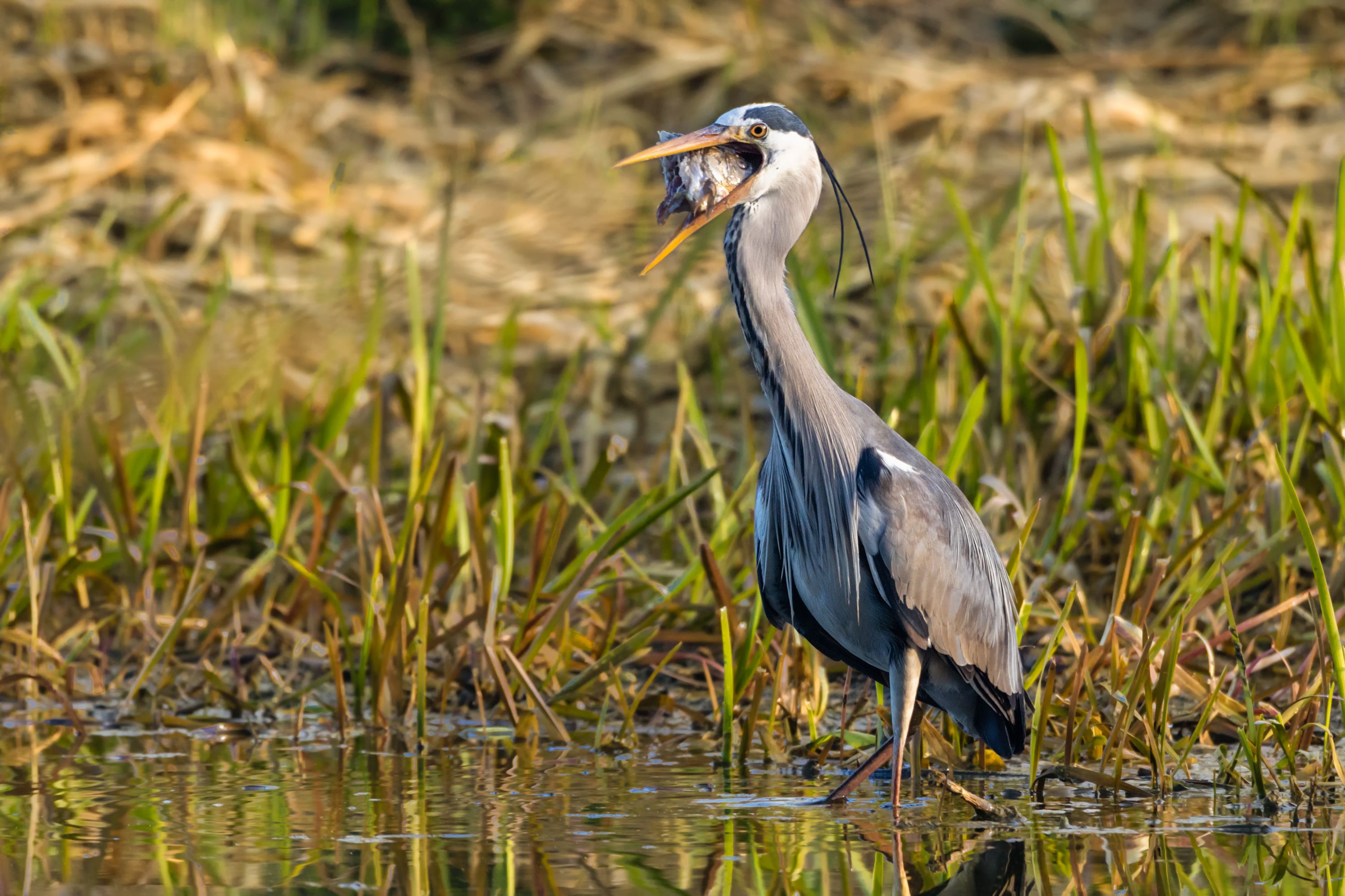 Volavka popelavá ( Ardea cinerea)