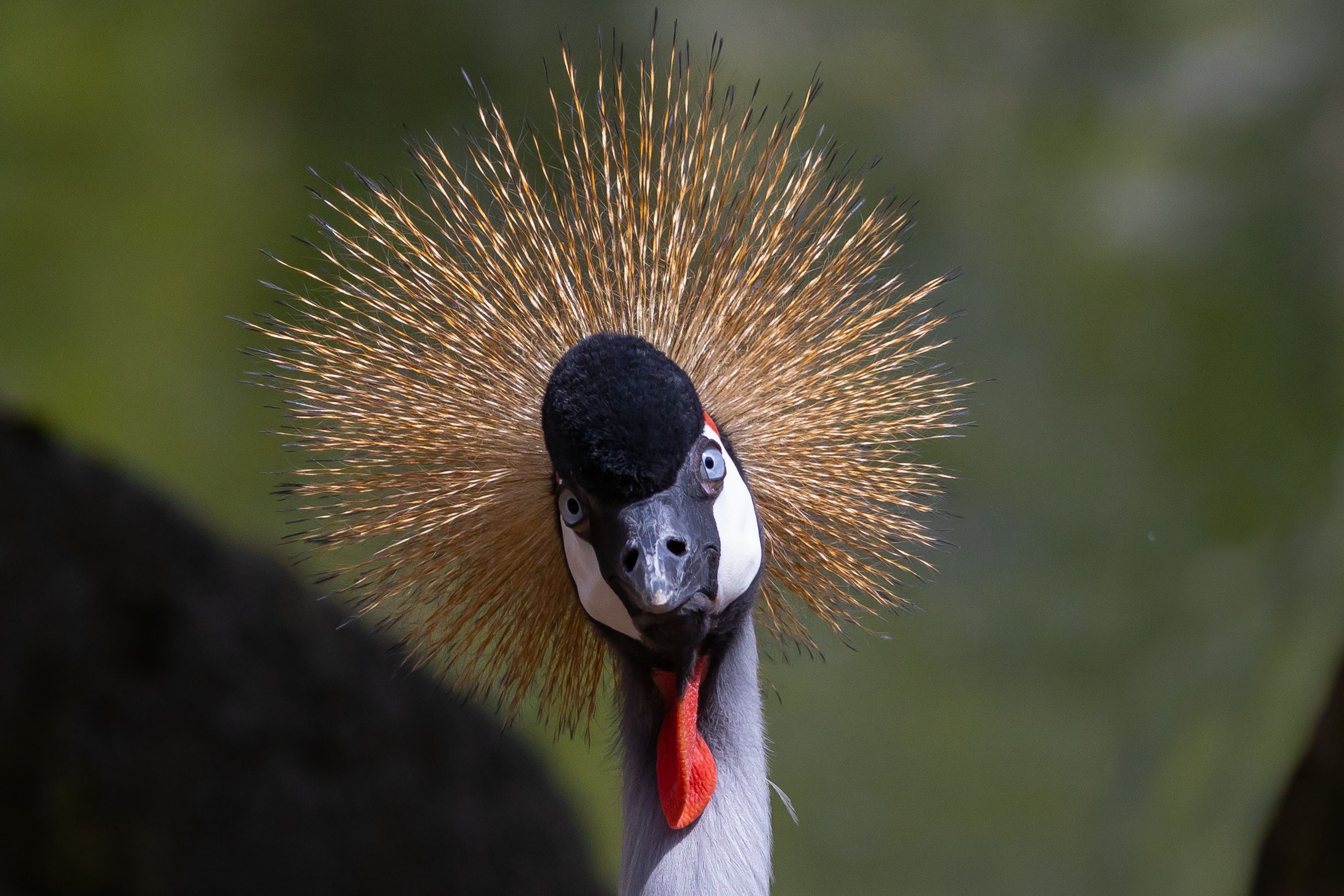 Jeřáb královský  ZOO Dvůr Králové CZ