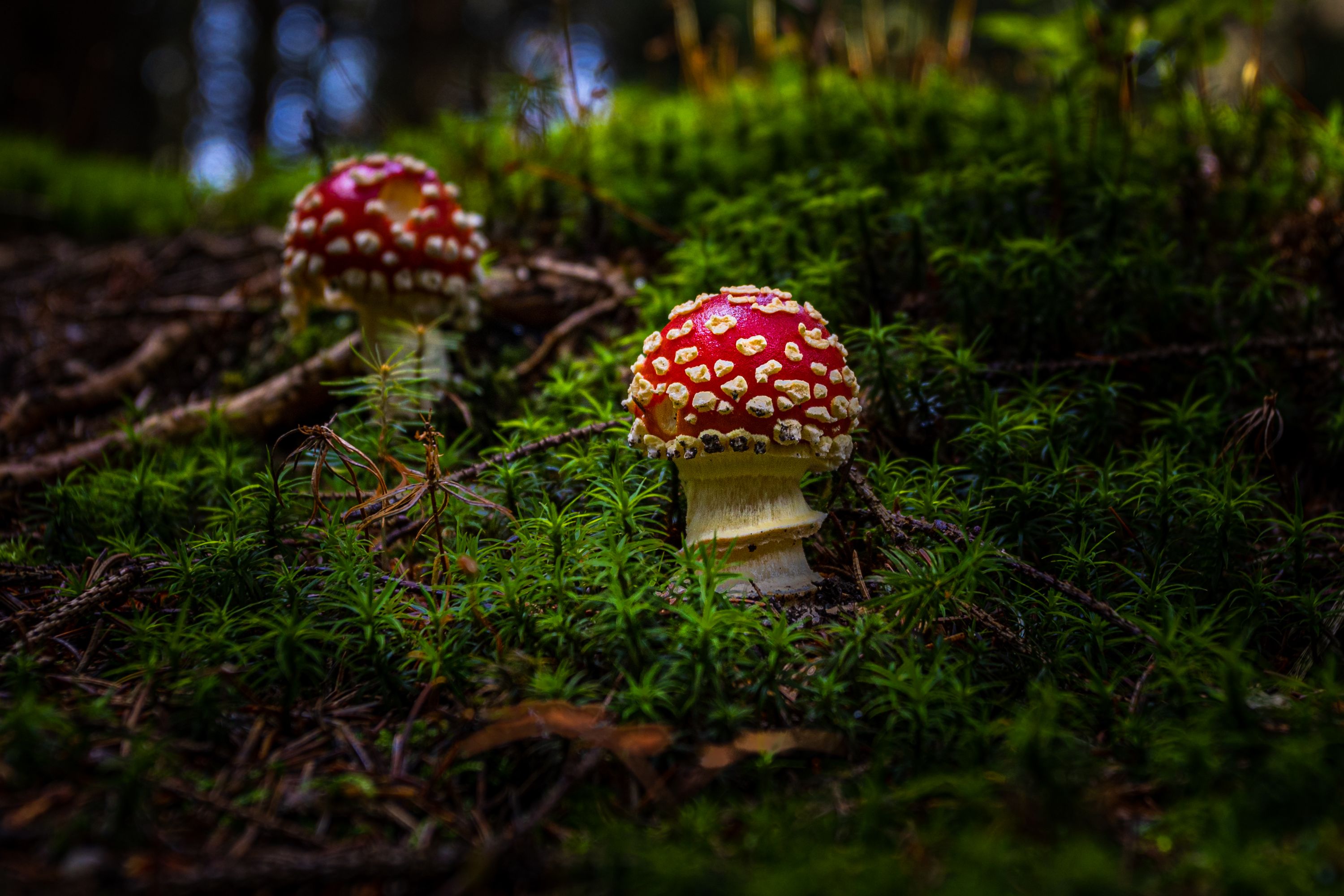 Muchomůrka červená - Amanita muscaria