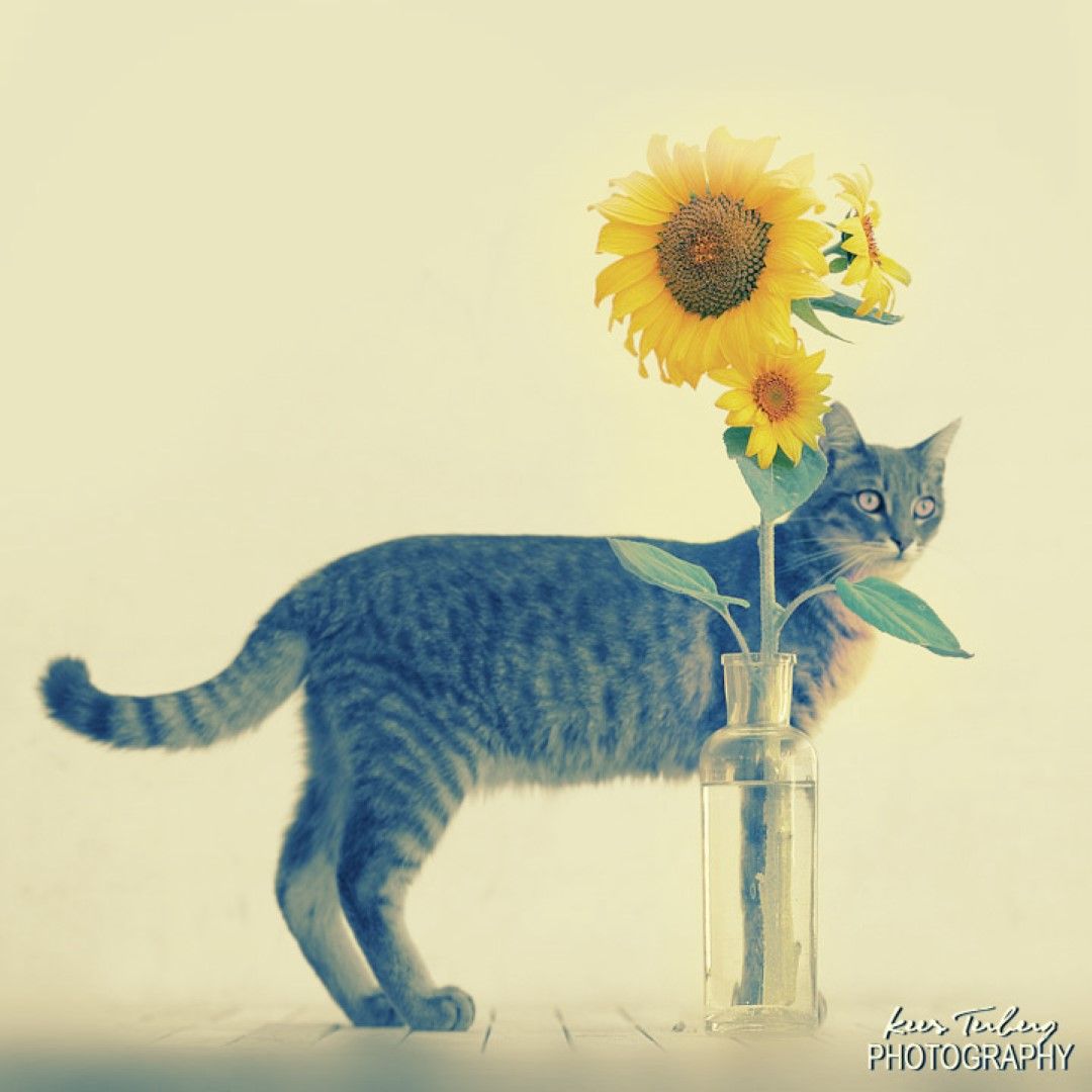 sunflowers-M