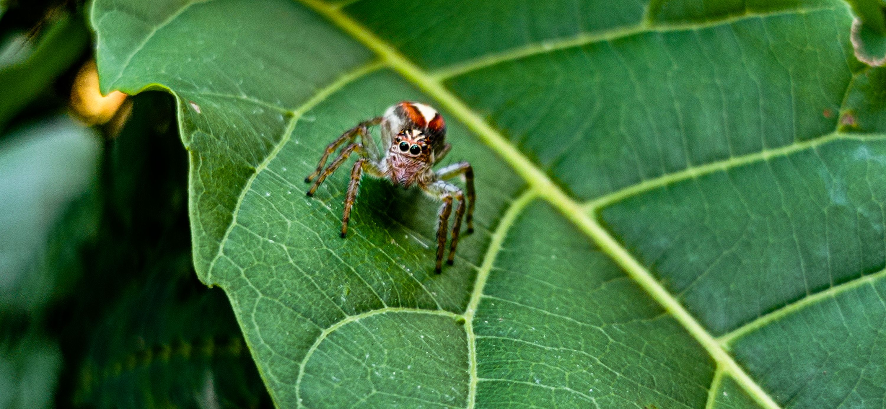 Mi querida amiga