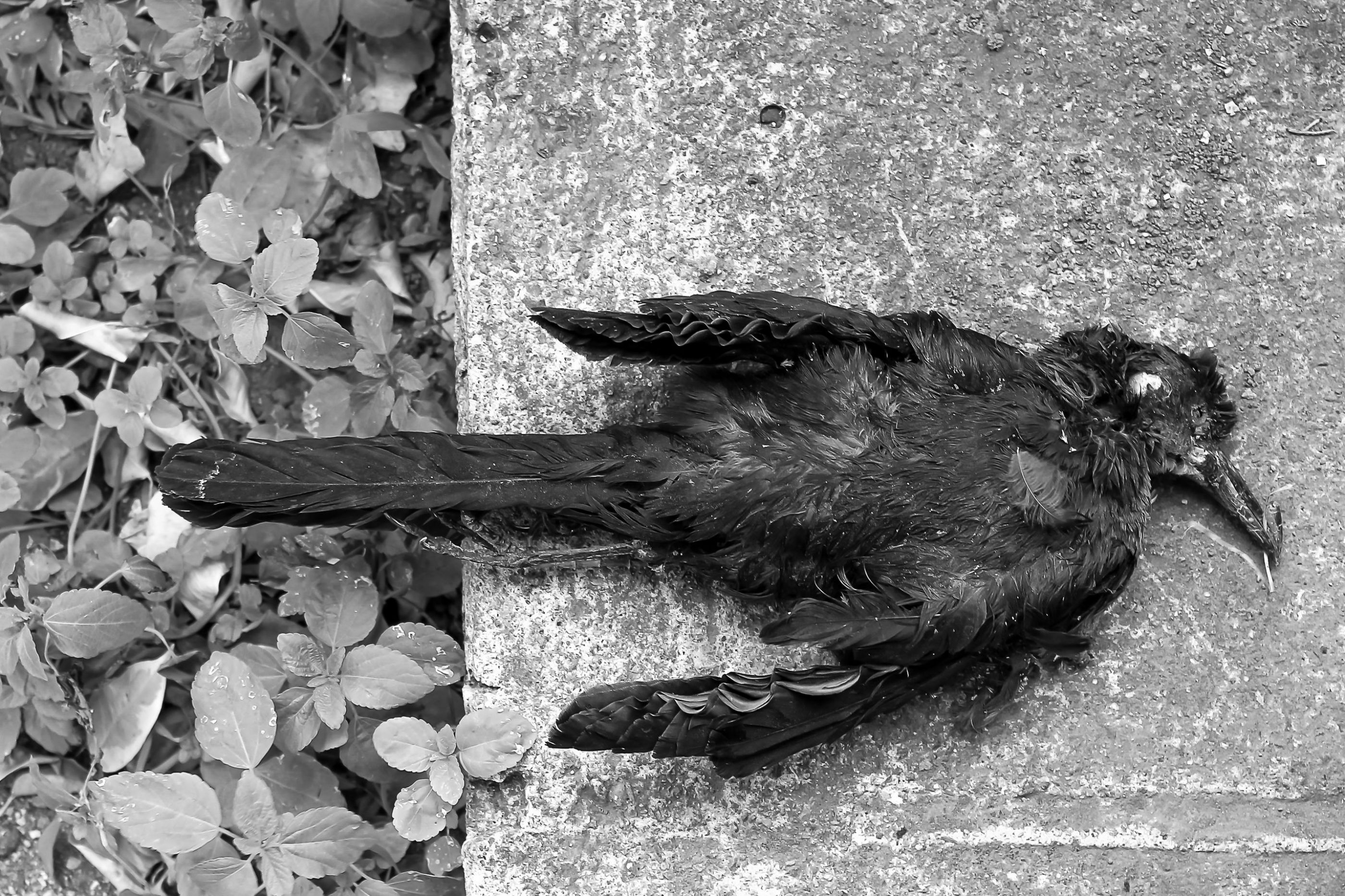 Dead bird.