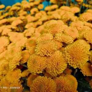 Flores de Santa Elena