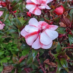 Flores después de la lluvia.