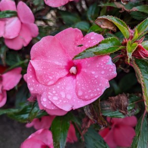 Rocío sobre una flor