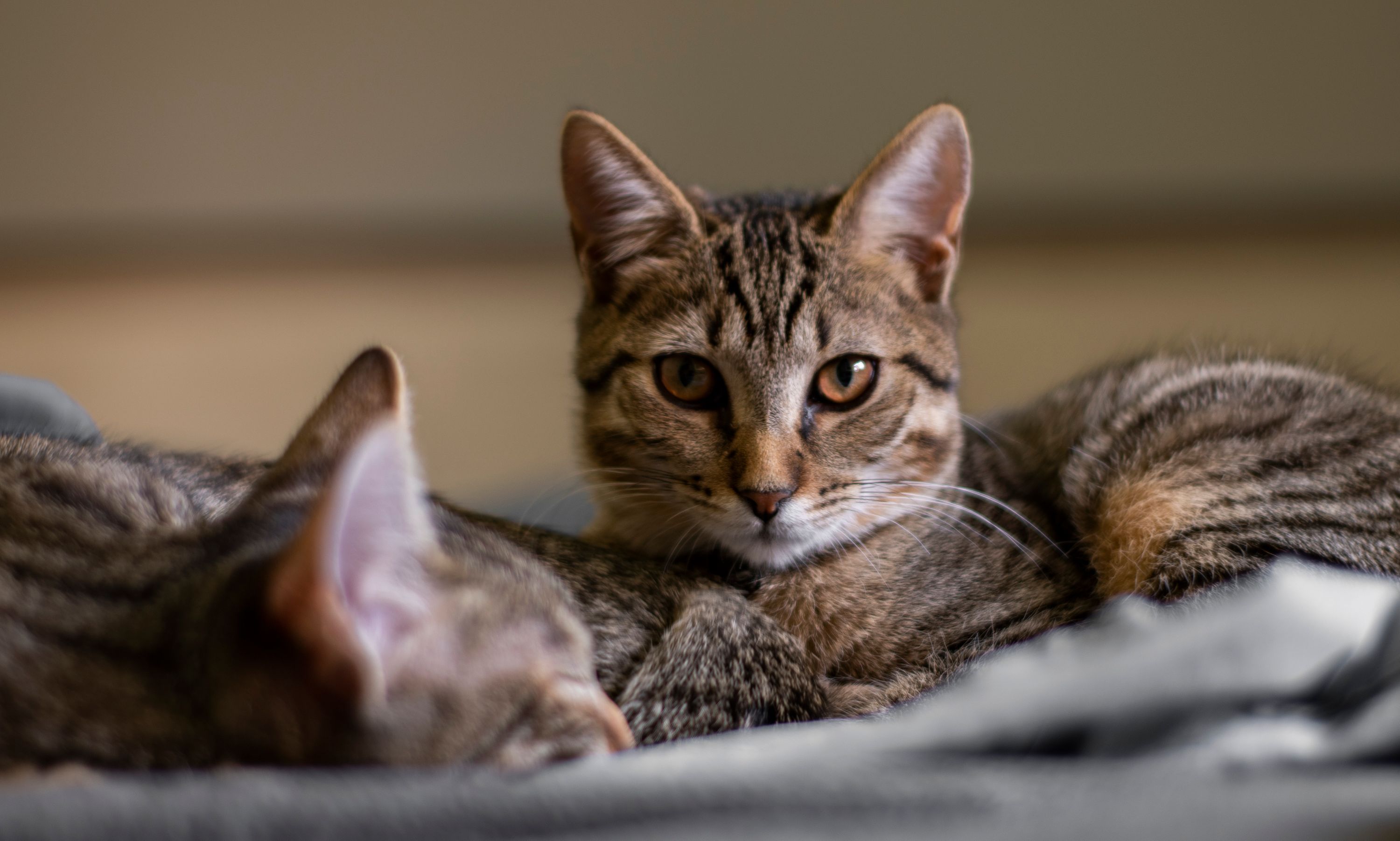 GINGER (mirada)Y TINNA, hermanas adoptadas