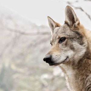 Český vlk