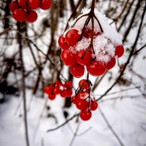 Зимова замальовка