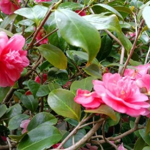 magnolie Rajec