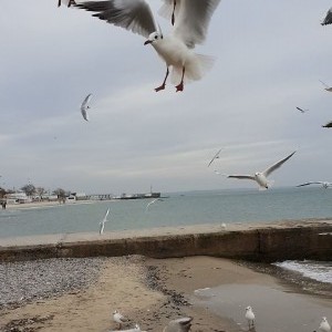 Breakfast for birds