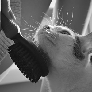 Cat brush