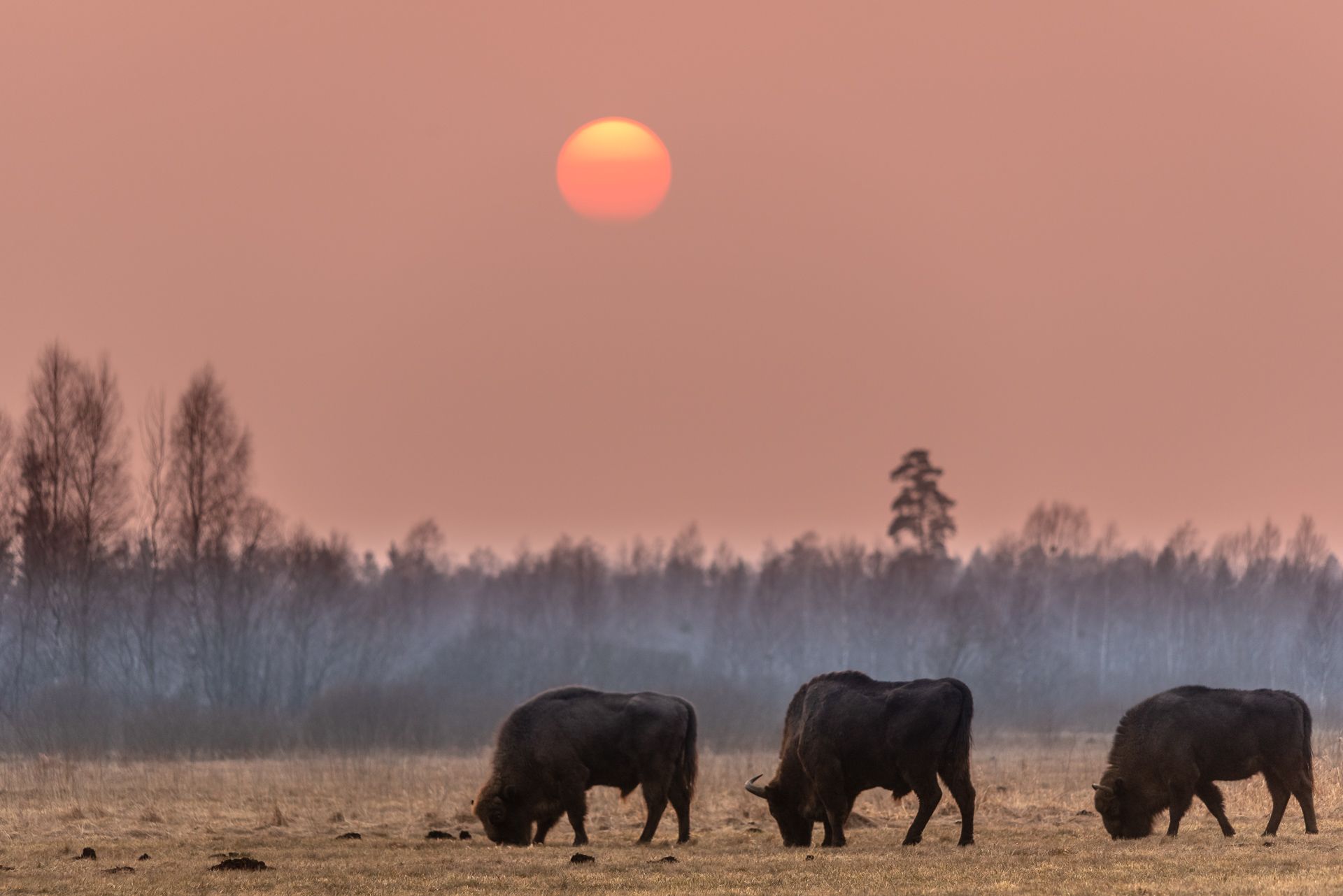 Afternoon bisons