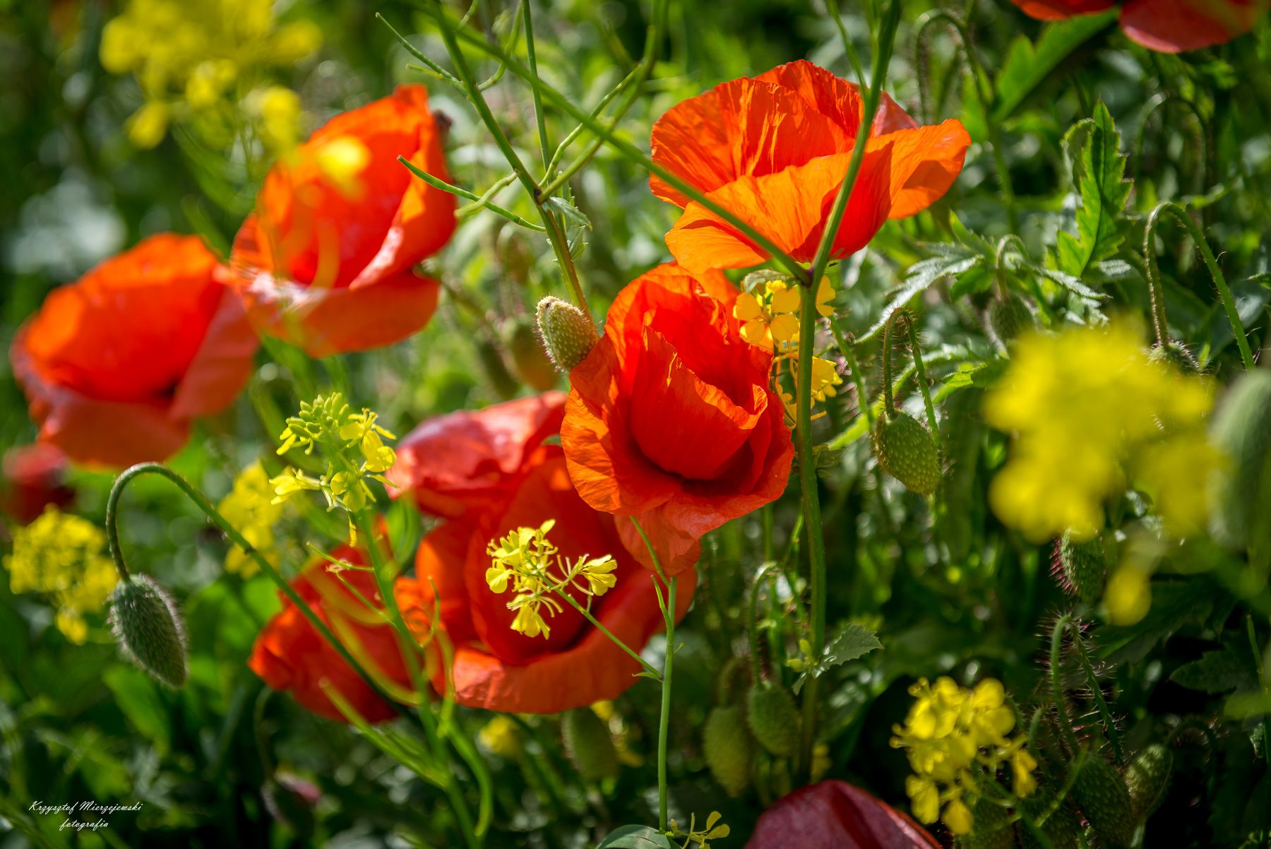 Spring meadow