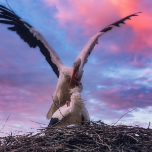 Stork "Love Story"