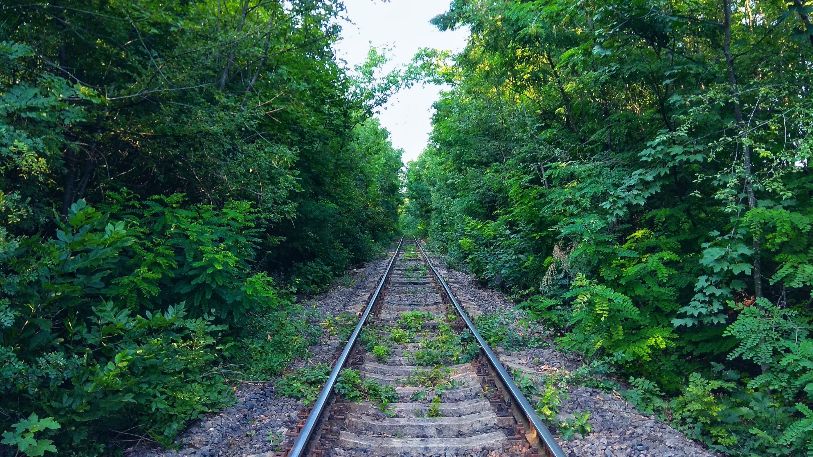 railway in the forest