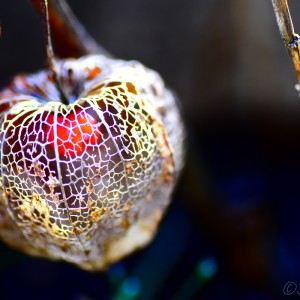 Physalis_04.02.2021